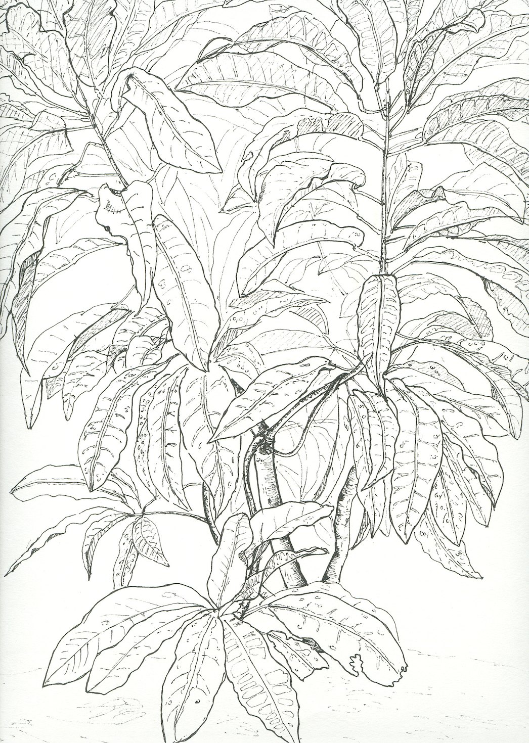 NID: pen-and-ink botanical drawing